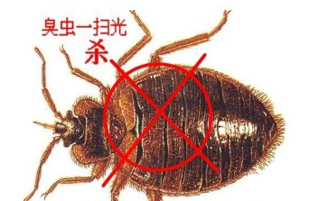 臭虫防治