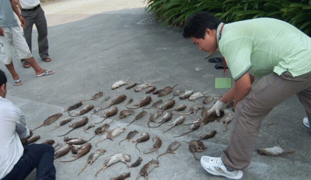 鼠类防治