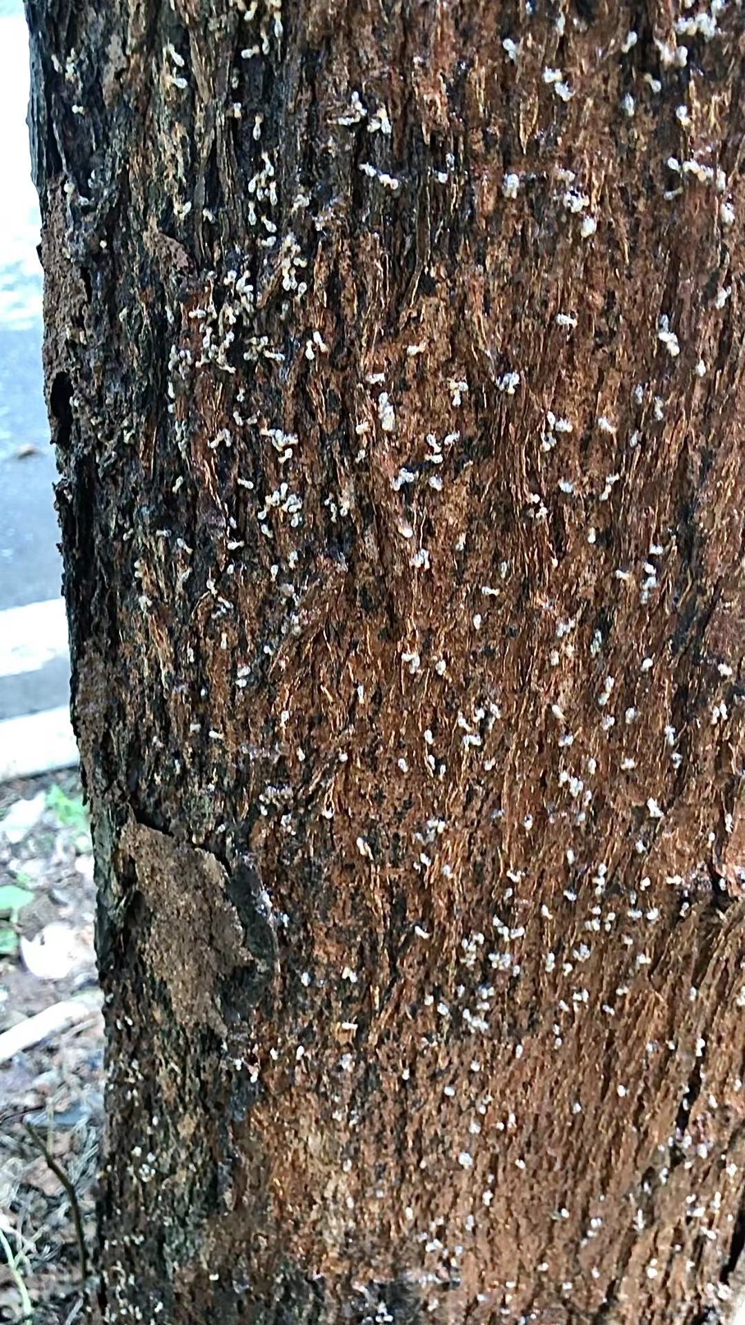 白蚁防治案例