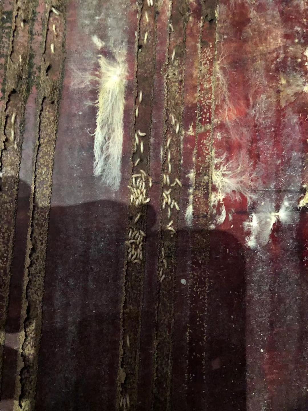 白蚁防治案例
