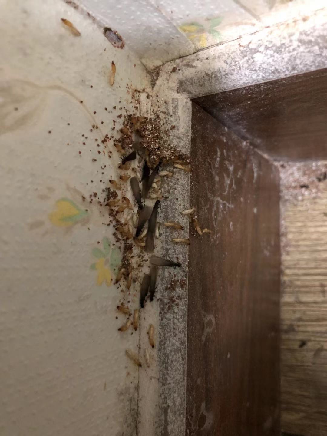 白蚁防治案例