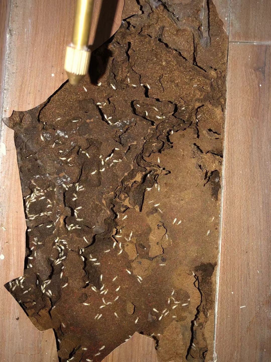 白蚁防治案例