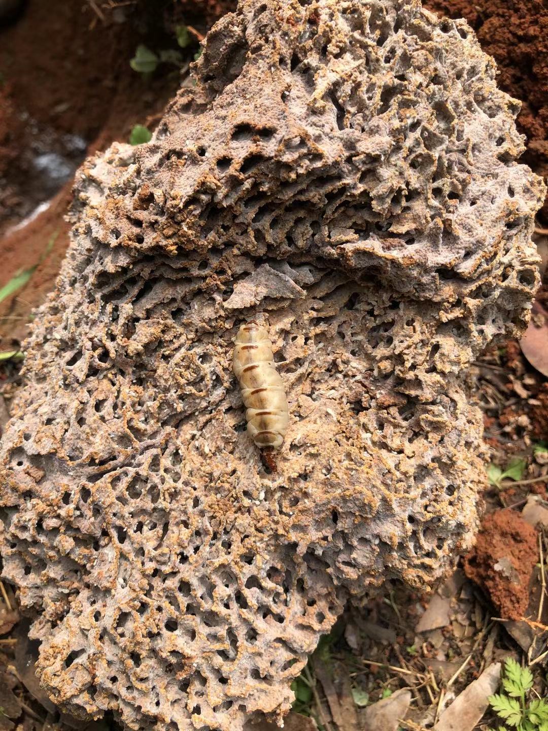 白蚁防治案例