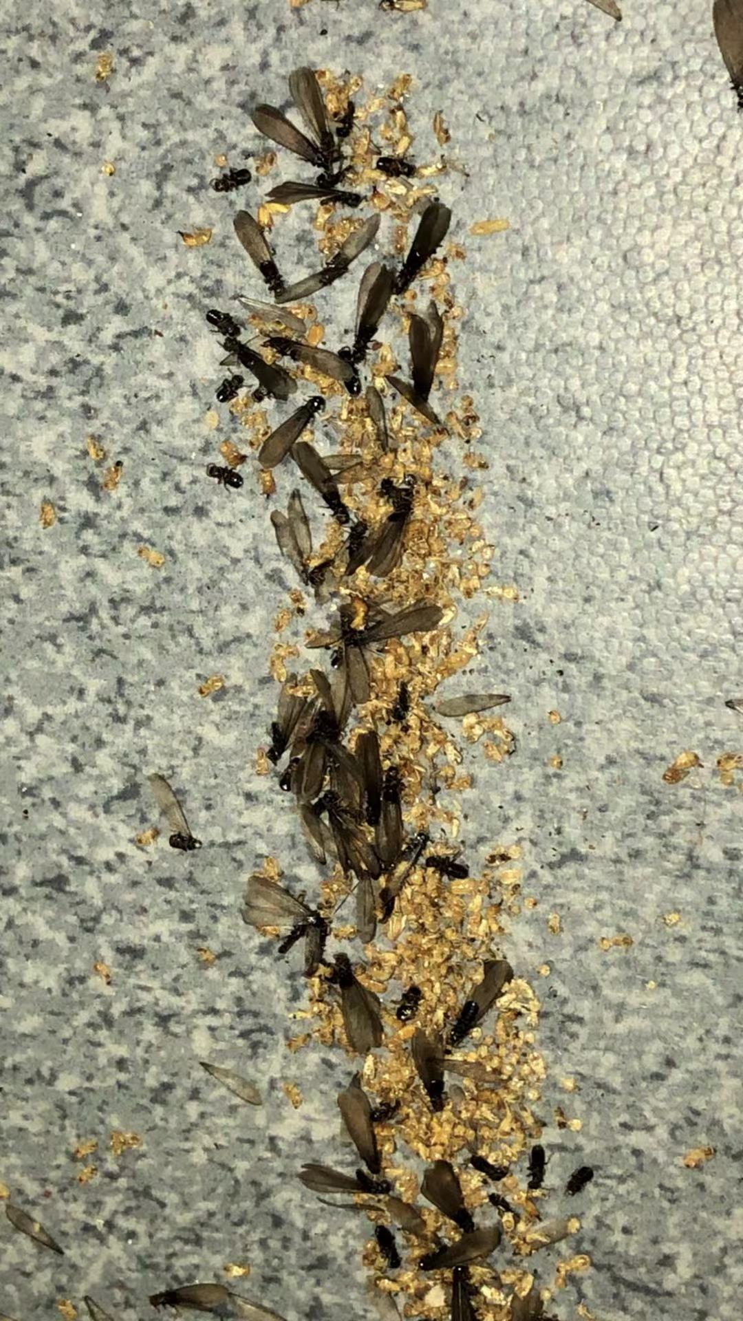 白蚁防治案例