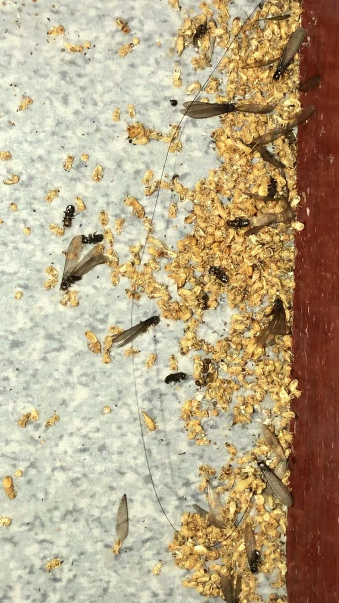 白蚁防治案例