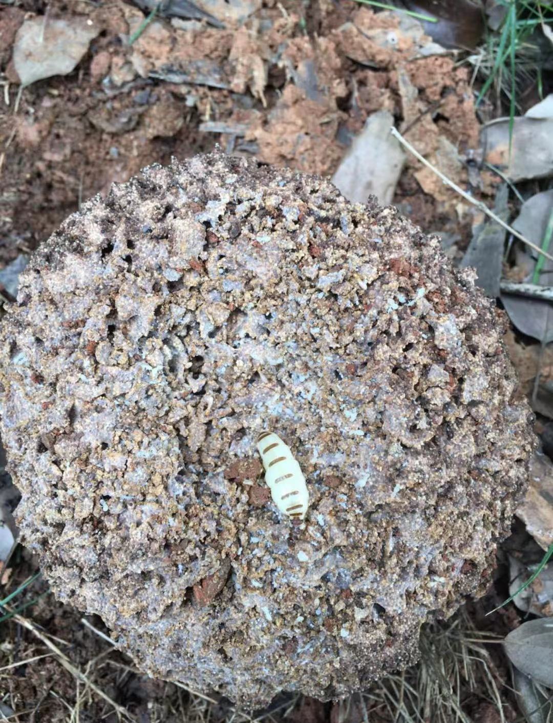 白蚁防治案例
